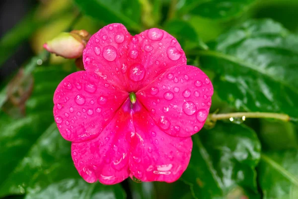 Квіти Красиві Освіжаючі Природі — стокове фото