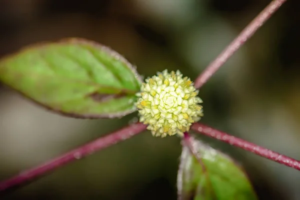 Las Flores Son Hermosas Refrescantes Sobre Fondo Natural — Foto de Stock