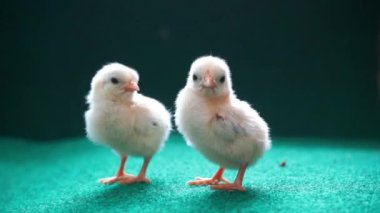 Yapay ot arka planında sarı seramalı piliçler..