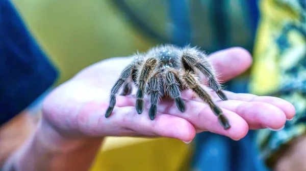 Γιγάντια Αράχνη Είναι Εκεί Είναι Ένα Δημοφιλές Κατοικίδιο Ζώο Στην — Φωτογραφία Αρχείου