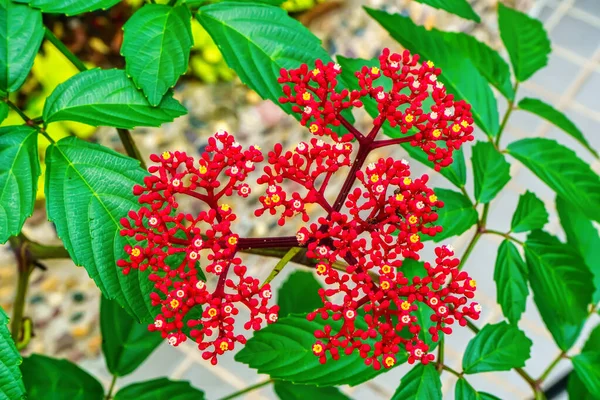 Bloemen Zijn Mooi Verfrissend Een Natuurlijke Achtergrond — Stockfoto