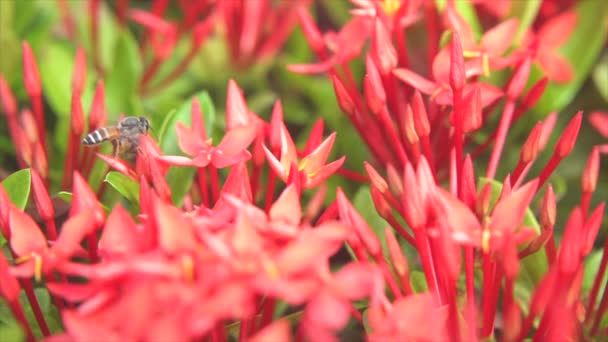 Včely Létají Jedí Pyl Ixory Přírodním Pozadí — Stock video
