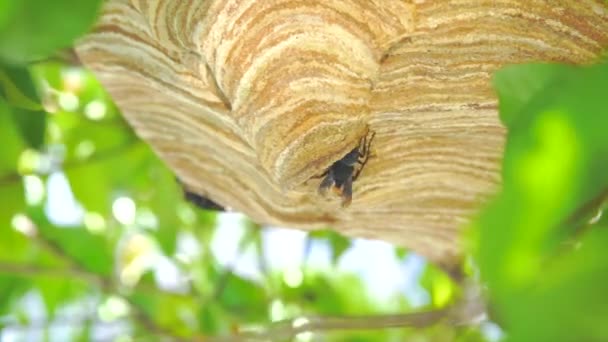 ワスプは土 木材チップ 木材パルプから巣を構築しています 歯をもって創造された — ストック動画