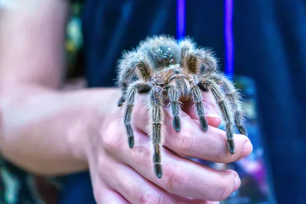 Γιγάντια Αράχνη Είναι Εκεί Είναι Ένα Δημοφιλές Κατοικίδιο Ζώο Στην — Φωτογραφία Αρχείου