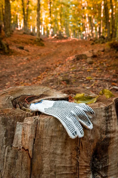 Glove lost in the forest — Stock Photo, Image