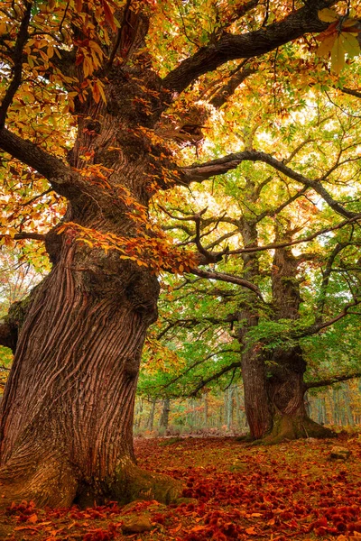 Kestane ağaçları sonbaharın ilk renkleri