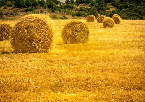 Δέμα σανού — Φωτογραφία Αρχείου