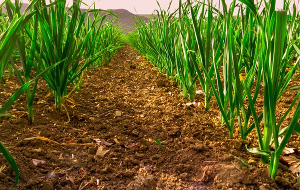 Sarımsak üreten alanları