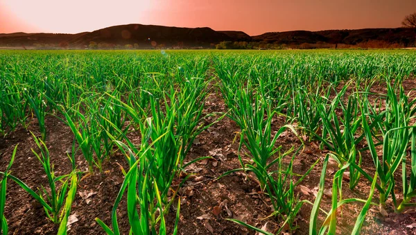 Sarımsak üreten alanları