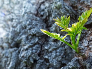 Küçük bitkiler ağaç kabuklarından geçer.