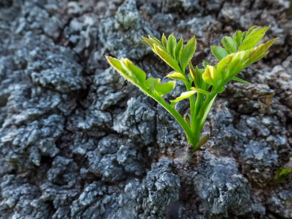 Μικρό Φυτό Περνάει Μέσα Από Φλοιό Ενός Δέντρου — Φωτογραφία Αρχείου