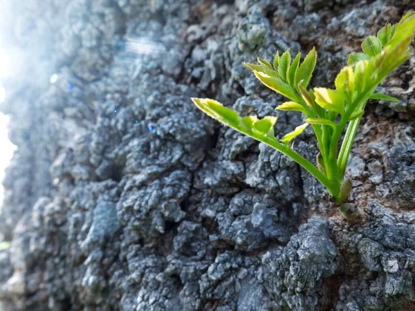 Pequena Planta Faz Seu Caminho Através Casca Uma Árvore — Fotografia de Stock