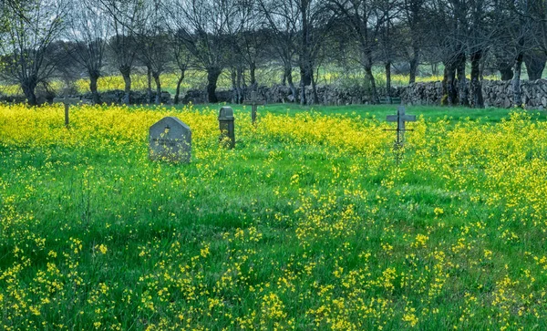 Antiguo Cementerio Abandonado Rodeado Flores Silvestres Primavera —  Fotos de Stock