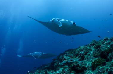 Manta Ray dünyadaki en büyük ışın türüdür.