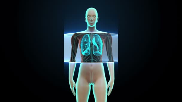 Escaneando el cuerpo. Rotating Human Female lung, Pulmonary Diagnostics. Luz azul de rayos X . — Vídeo de stock