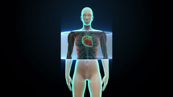 Zooming frontal Corpo feminino e coração de varredura. Sistema cardiovascular humano. Luz de raios X azul . — Vídeo de Stock