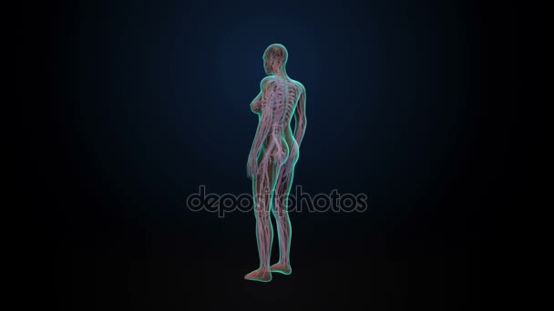 Sistema cardiovascular femenino rotatorio, sistema sanguíneo, luz azul de rayos X . — Vídeos de Stock