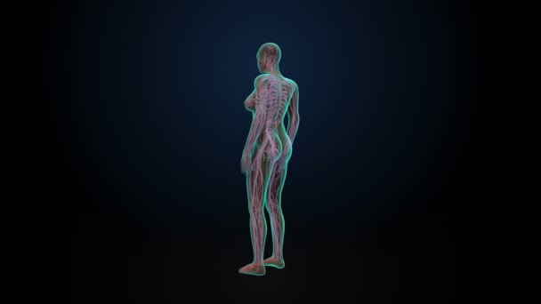 Rotation féminine Système cardiovasculaire humain, système sanguin, rayons X bleus .