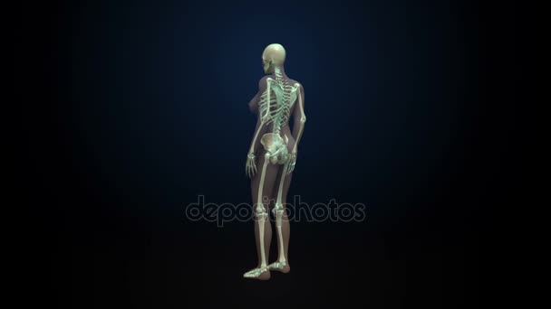 Roterende vrouwelijke menselijk skelet, bot systeem, blauwe X-ray licht. — Stockvideo