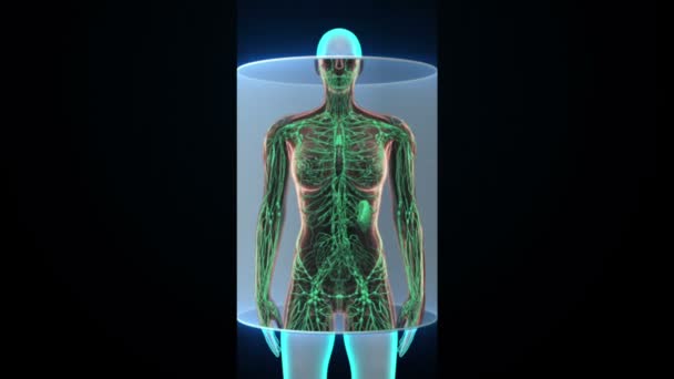 Kobiecego ciała ludzkiego, skanowanie układu limfatycznego w wyświetlacz cyfrowy pulpit nawigacyjny. Niebieskie światło X-ray. — Wideo stockowe