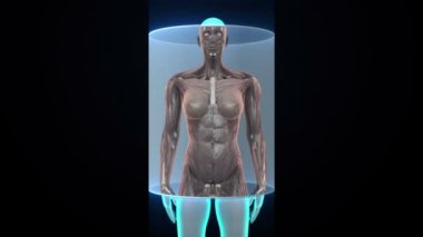 Kadın bedeninin yakınlaştırma ve insan kas, kan sistem tarama. Mavi x-ışını ışık.