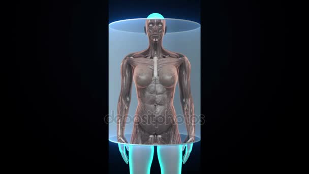 Zoomer le corps féminin et scanner le muscle humain, le système sanguin. Lumière bleue à rayons X .