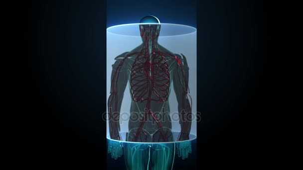 Escaneando los vasos sanguíneos del cuerpo masculino. Vista de rayos X — Vídeos de Stock