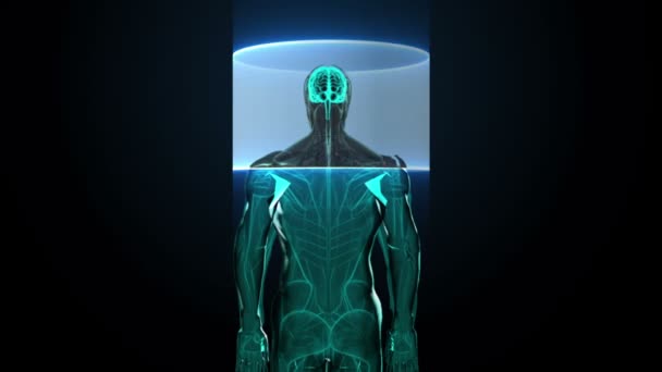 Skanna hjärnan i manliga kroppen. Röntgen Visa — Stockvideo