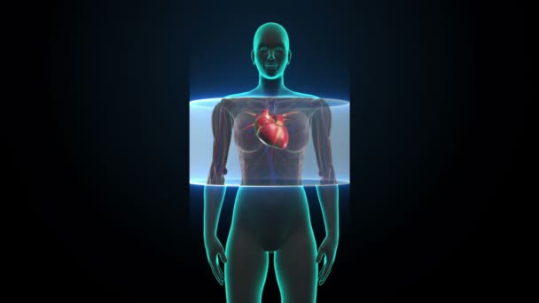 Zooming frontal Corpo feminino e coração de varredura. Sistema cardiovascular humano. Luz de raios-X azul. HD . — Vídeo de Stock