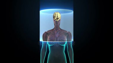 Beyin kadın vücut tarama. X-ışını görünümü. HD.
