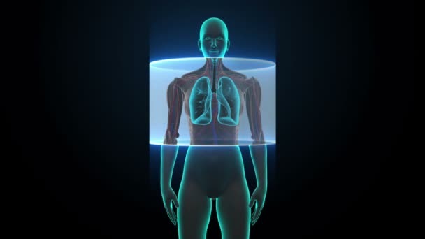 Escaneando el cuerpo. Rotating Human Female lung, Pulmonary Diagnostics. Luz azul de rayos X. HD . — Vídeo de stock