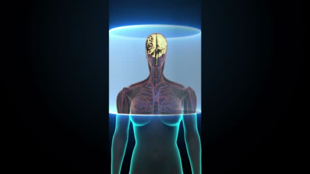 Escaneando el cerebro en el cuerpo femenino. Vista de rayos X. HD . — Vídeo de stock