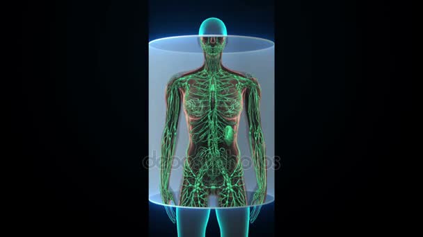Женское тело человека сканирует лимфатическую систему. Синий рентгеновский свет. HD — стоковое видео