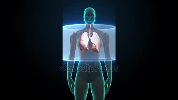 Scanning body. Rotating Human Female  lungs, Pulmonary Diagnostics. — Stock Video