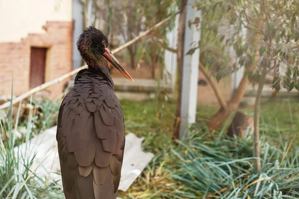 a black stork in the zoo. portrait of a black stork