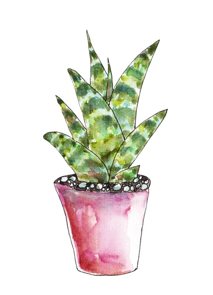 Aloe cactus in watercolor — Stock Photo, Image