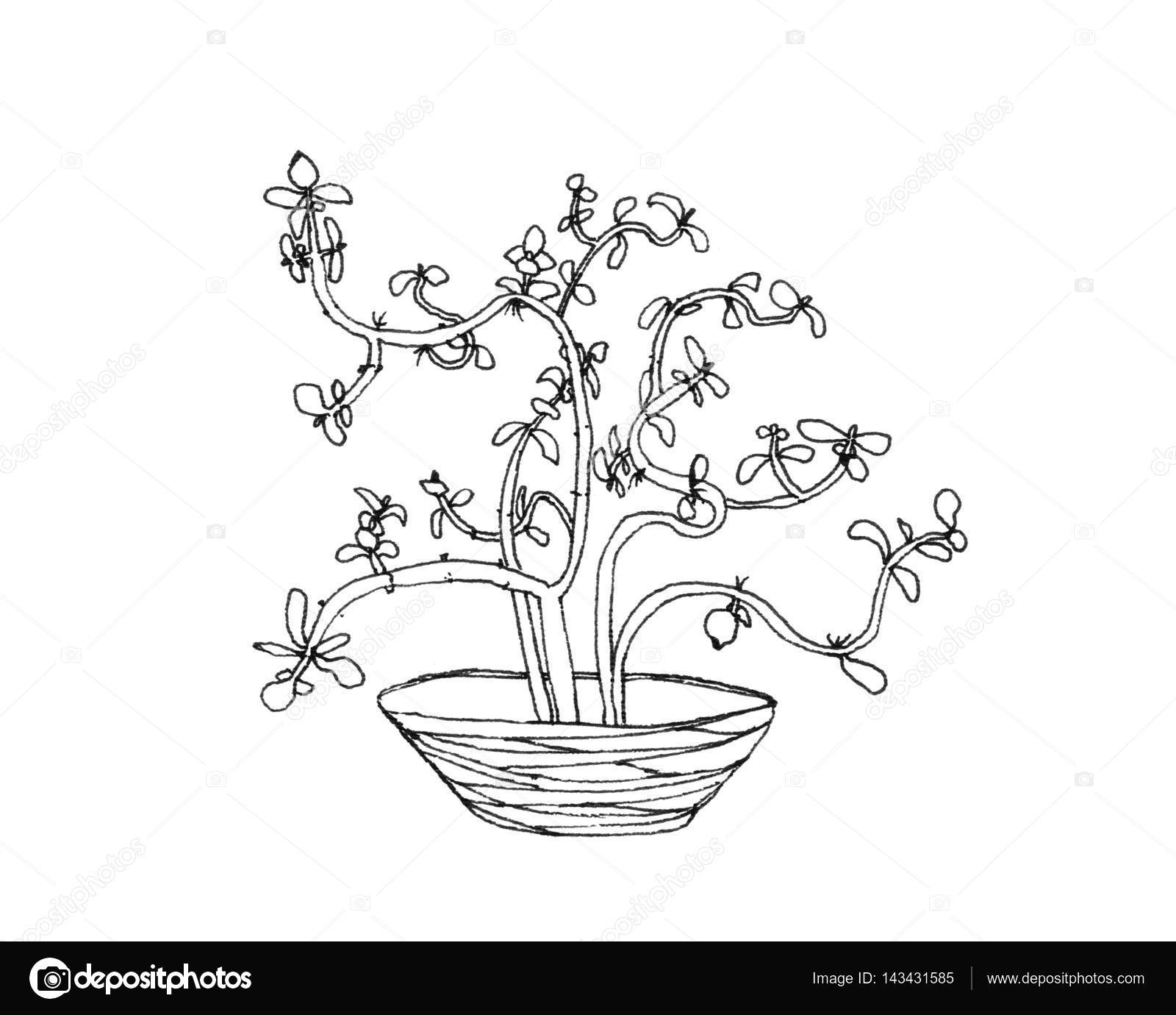 Albero di soldi di cactus nel disegno a penna — Foto Stock