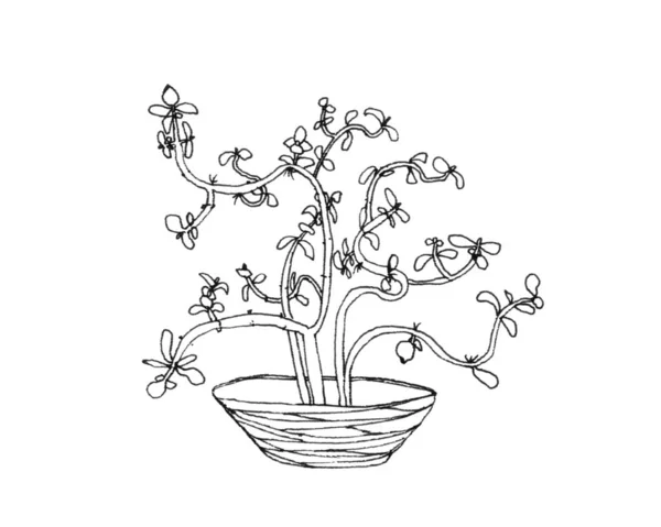 Cactus geldboom in pen tekening — Stockfoto