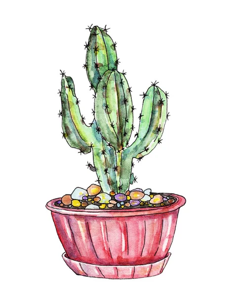 Kaktusz, akvarell — Stock Fotó