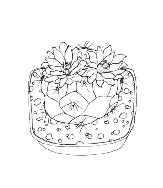 Kaktus in Federzeichnung — Stockfoto