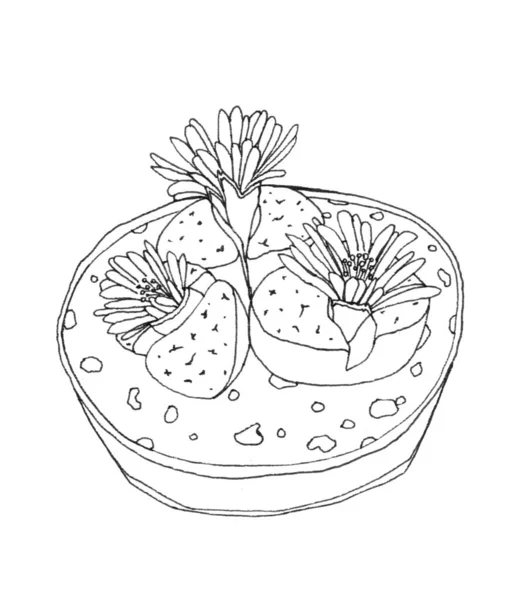 Kaktus w rysunku piórem — Zdjęcie stockowe