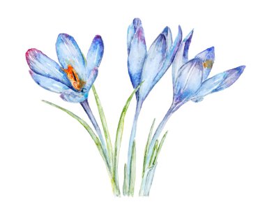 Çiğdemler vektör boyama