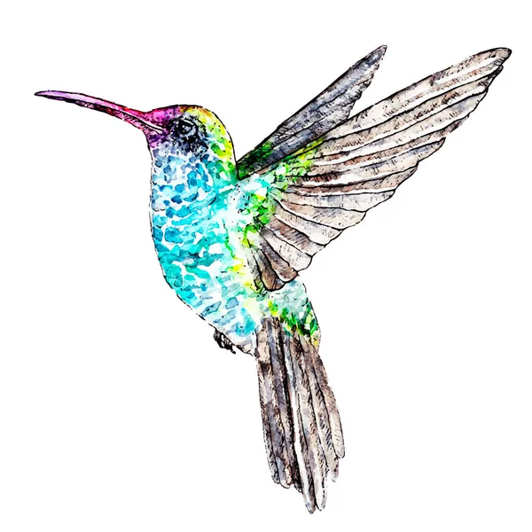 Colibrí en boceto de acuarela — Archivo Imágenes Vectoriales