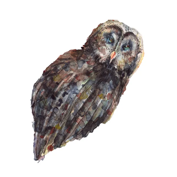 Owl in watercolor sketch — Stock Vector