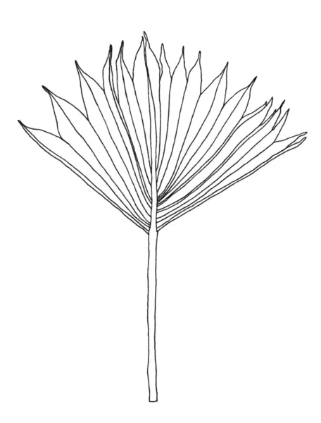 Palmblätter in schwarz-weißer Kontur — Stockfoto