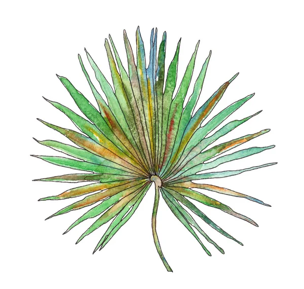 Foglie di palma verde acquerello — Foto Stock