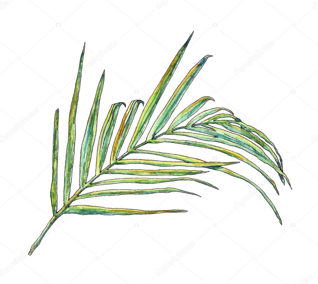 Green watercolor palm leaves