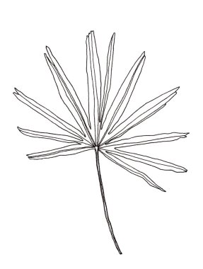 Kalem illüstrasyon palmiye yaprakları