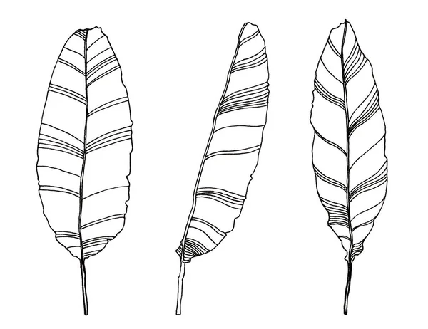 Palm bladeren pen illustratie — Stockfoto