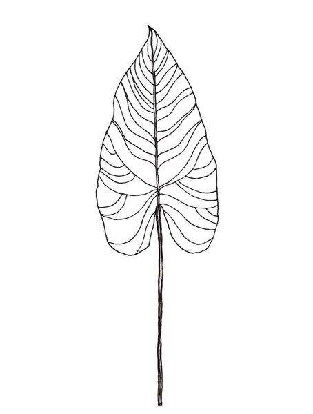 Palmblad penna illustration — Stockfoto